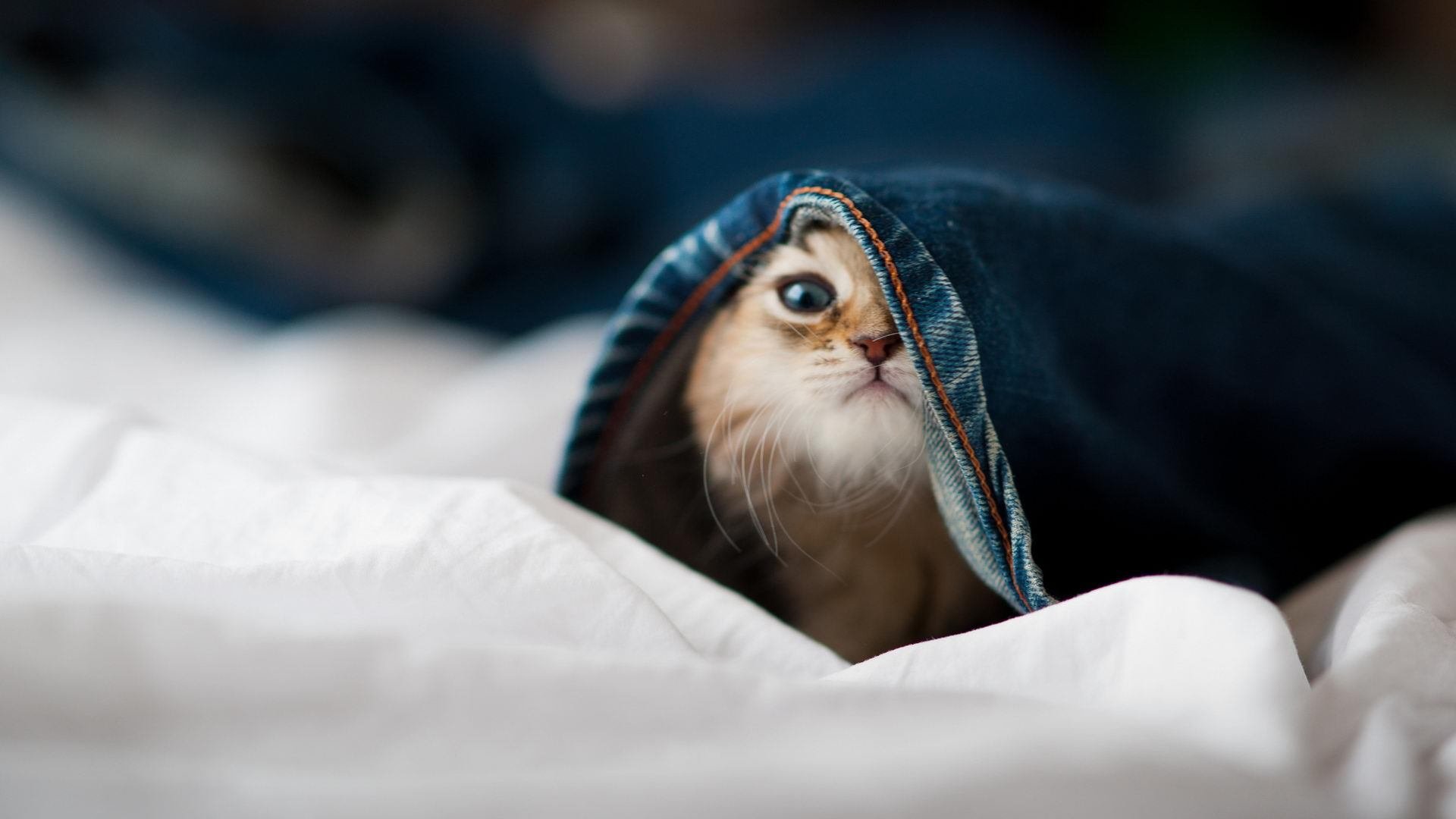 神话再临，帕尔默一箭穿心，希腊爆冷淘汰莱比锡红牛