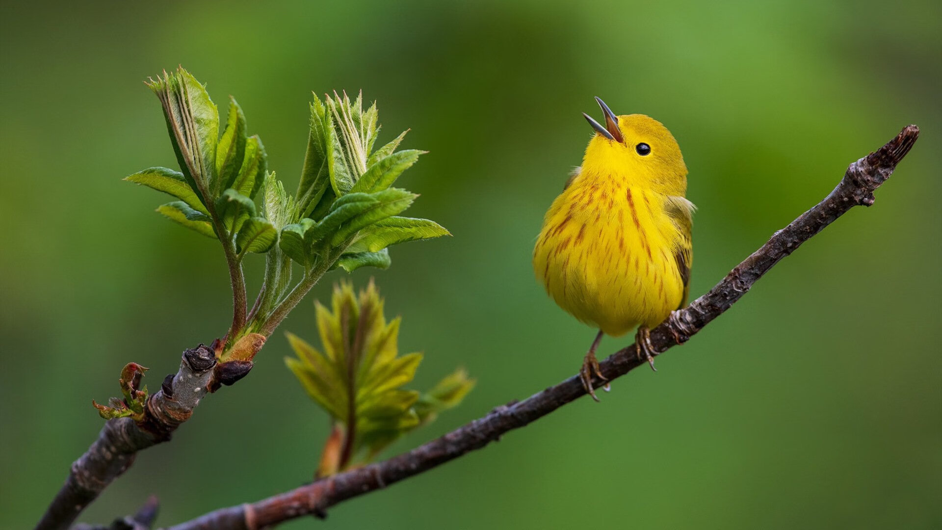 开云体育APP下载-双生焰，当恩比德在费城燃烧时，另一个切特正在英超接管王座