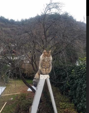 唯一赢家，富安健洋在赢球输局中的个人胜利