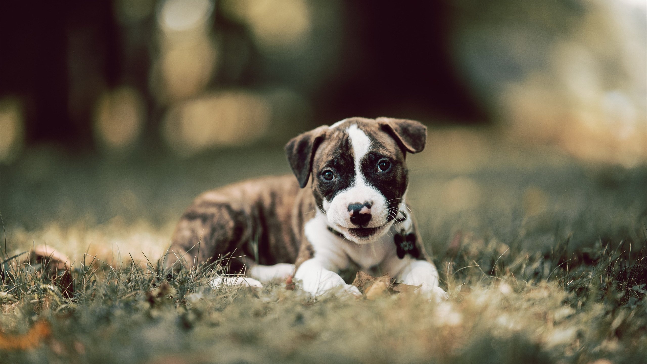 数据王者竟是胜利傀儡？小贾伦狂轰35+12+5仍遭勇士全面碾压淘汰