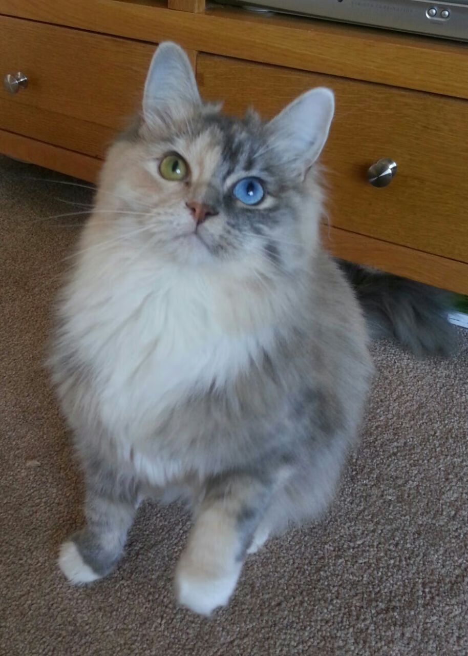 瑞典血拼委内瑞拉，卢卡库成为休克疗法天降神锋