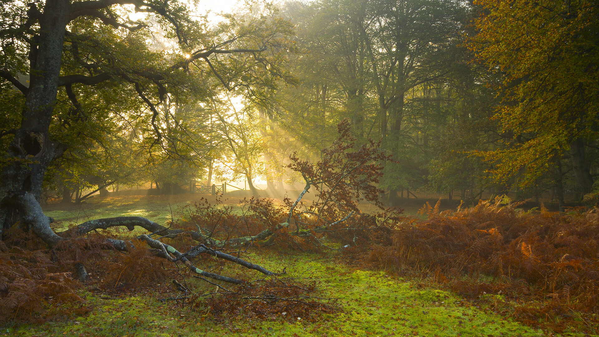 双线狂飙，火箭主场狂胜活塞，布克提前启动奥运火种